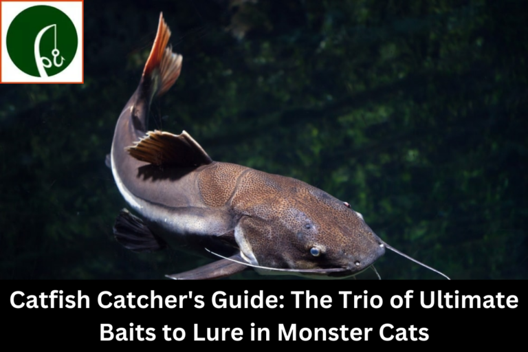 Catfish Catcher's Guide: The Trio of Ultimate Baits to Lure in Monster Cats