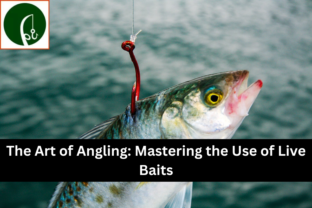 The Art of Angling: Mastering the Use of Live Baits
